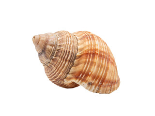 Spiral snail shell with textured bands of brown and tan solated on transparent background © PNG Studio 99