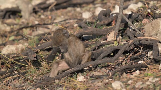 Baby baboon playing in branches on the banks of the Chobe River