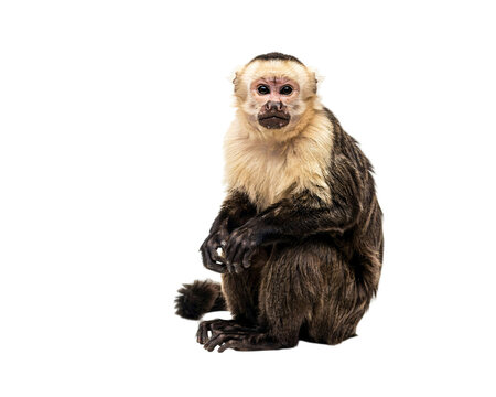 White-faced capuchin monkey sitting with dark fur and creamy solated on transparent background