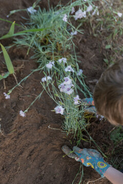 A young Caucasian boy with brown hair is planting flowers in the garden. He wears colorful gloves and is focused on the task at hand.