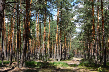 Fototapeta premium Scenic View of Sunny Pine Forest with Forest Path and Tall Slender Trees