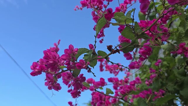 Colorful Flowers with Bees Pollinating | Macro Nature Footage | Honey Bees Collecting Nectar from Flowers | Close-Up 4K Nature Video