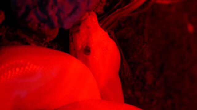 Close up shot of an albino snake under red light, with its head and upper body visible, showcasing its scales and eye in a natural setting