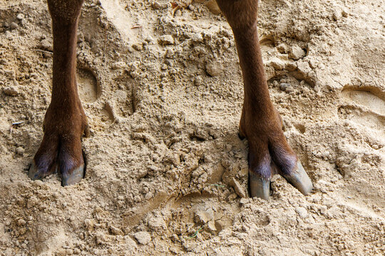 Close-up of deer hooves on sandy ground