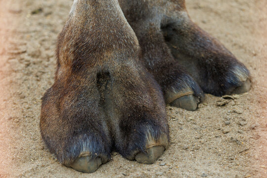 Close-up of large animal hooves in soft sand
