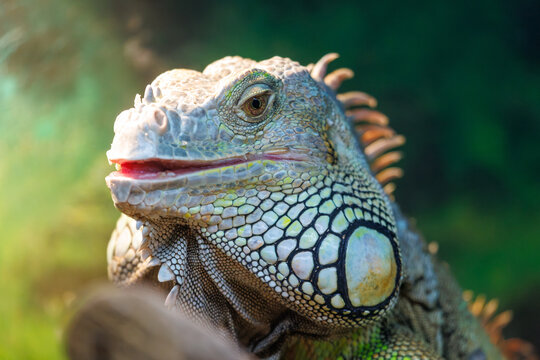 Close-up of green iguana with open mouth