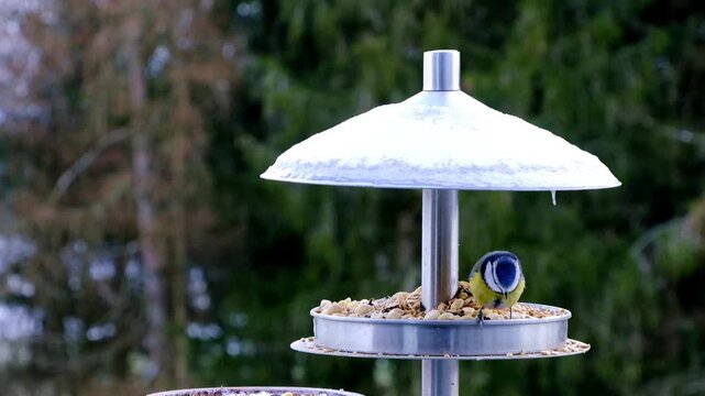 Eurasian blue tit eating seeds from a metal bird feeder in winter garden