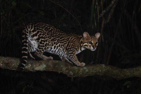 Ocelot - Leopardus pardalis, medium-sized spotted wild cat native to tropical forests of Americas, Pantanal, Brazil.