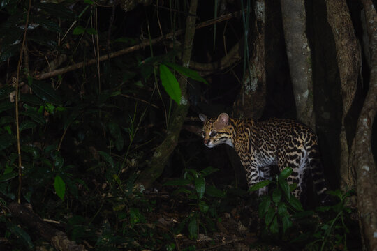Ocelot - Leopardus pardalis, medium-sized spotted wild cat native to tropical forests of Americas, Pantanal, Brazil.