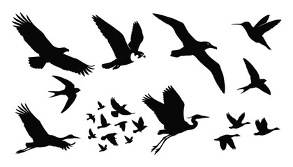Fototapeta premium Black Bird Silhouette Collection with Flying Eagles, Seagulls, Hummingbirds, Cranes, Flocks, and Various Wild Bird Shapes for Nature Designs