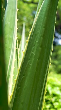 Close up of a green agave leaf in a morning park in New Delhi India