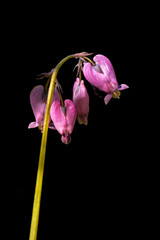 Pink Orchid Flower Isolated on Black Background with Delicate Petals, Elegant Floral Beauty, Exotic Blossom, and Botanical Close-Up Photography © Andi