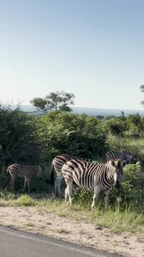 Zebras grazing in the wild savannah of Africa