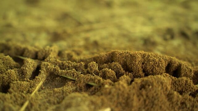 Close up view of textured brown soil in a morning park in New Delhi India