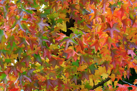 Autumn background. Beautiful autumn leaves of Liquidambar styraciflua American sweetgum close up, background