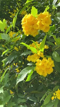 Vibrant yellow Tecoma stans flowers blooming in natural sunlight in Vietnam, gently swaying in the breeze among lush green leaves.