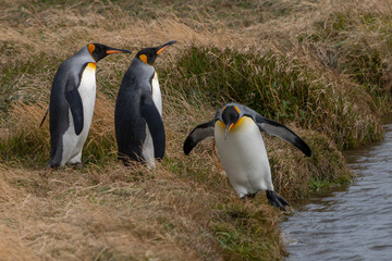Fototapeta premium King Penguins (Aptenodytes patagonicus) Standing on Coastal Grassland Tierra del Fuego, Patagonia, Chili.