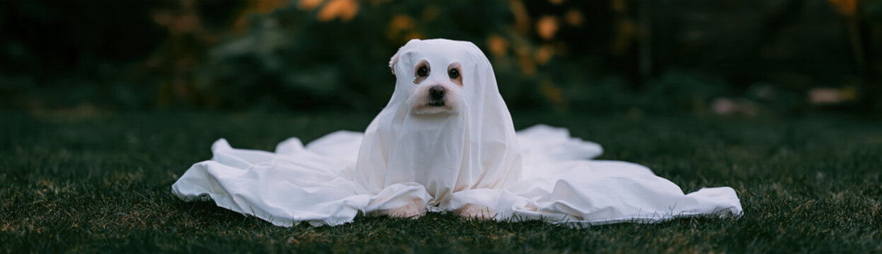 Whimsical Halloween photograph shows small white companion dog wearing ghost costume while lying peacefully on green grass outdoors at dusk