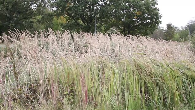 Tall Autumn Grass Swaying in Wind with Trees and Cloudy Sky.


