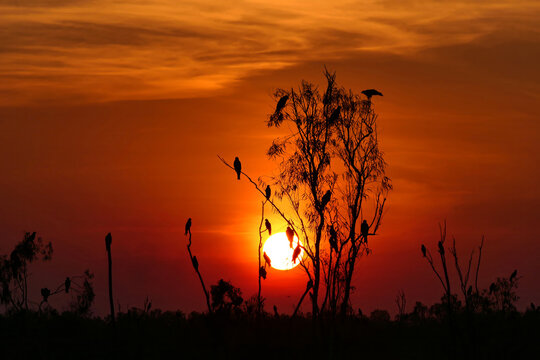 Silhouette of Black Kites (Milvus migrans) roosting in a tree during twilight in a wetland habitat of central Thailand, illustrating avian aggregation and communal roosting behavior , big sundown 