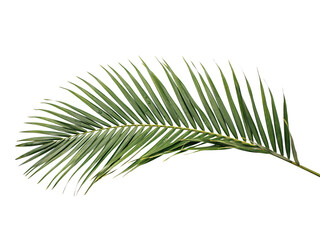 Obraz premium Green palm frond leaf with detailed veins solated on transparent background