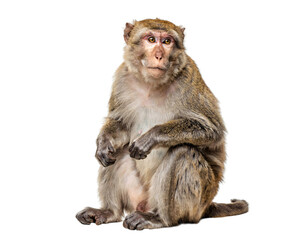 Sitting monkey with brown and gray fur on white solated on transparent background © PNG Studio 99