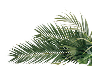 Tropical palm leaves with monstera leaf on solated on transparent background © PNG Studio 99