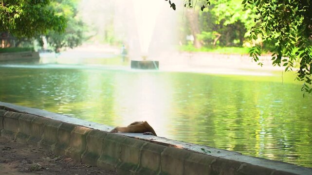 Wild monkey drinking water from a fountain pond in a Delhi city park