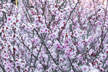 Beautiful view of blooming cherry blossom tree. © AlexandraDaryl