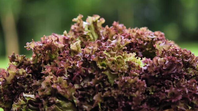 Fresh red oak lettuce arranged in a woven basket	
