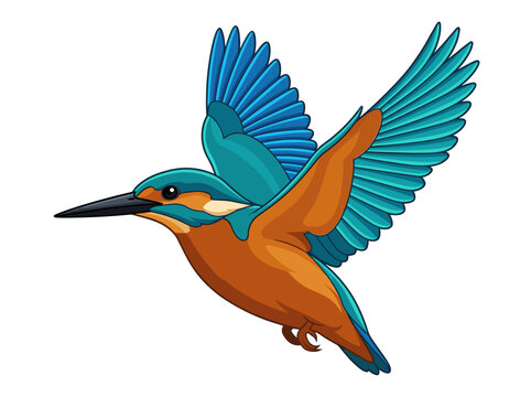 Common kingfisher flying with bright blue and orange wings vector illustration kingfisher illustration wildlife isolated background creature vertebrate colorful stunning