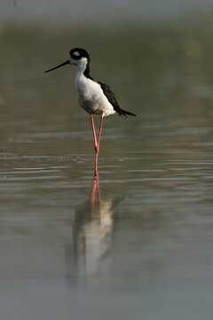 Stilt Reflection