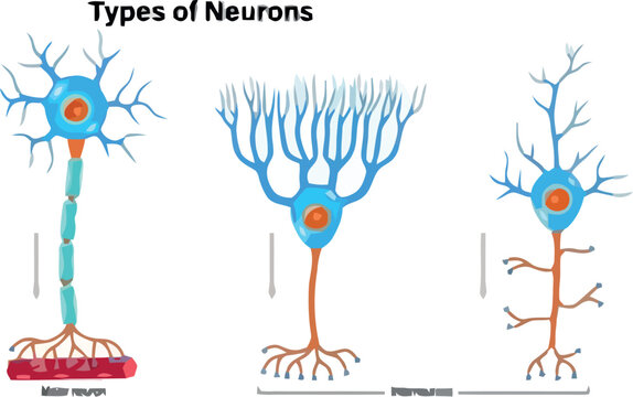 Types of Neurons Educational Medical Science Diagram Vector Set Featuring Sensory Neuron Motor Neuron and Interneuron Anatomy for Biology Textbooks and Healthcare Graphics