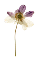 Obraz premium PNG Anemone pressed flower white.