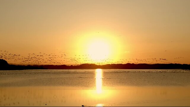ラムサール条約湿地 宮城県・伊豆沼 マガンなど野鳥の群れが一斉に飛び立つ瞬間（4K） Flock of Wild Waterbirds Taking Off from Izunuma Wetland, Ramsar Site in Miyagi, Japan