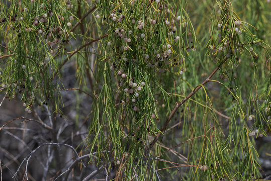 Close-up of a Plocama pendula plant in the Badlands of Guimar, Tenerife, Spain, with its hanging green stems and small white berries typical of the arid landscapes of Canary Islands