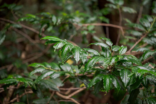 Close-up of Prunus lusitanica, a species of flowering plant in the rose family Rosaceae, native to the Iberian Peninsula, Morocco, the Macaronesian archipelagos, and the French Basque Country