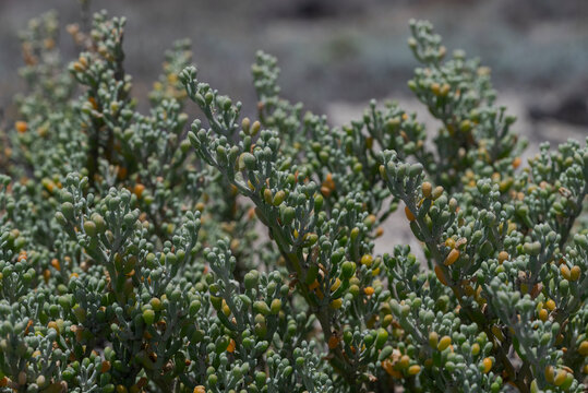 Close-up of Tetraena fontanesii, a species of plant of the family Zygophyllaceae. It is found in Macaronesia and northwest Africa. Photo taken in Tenerife, Spain