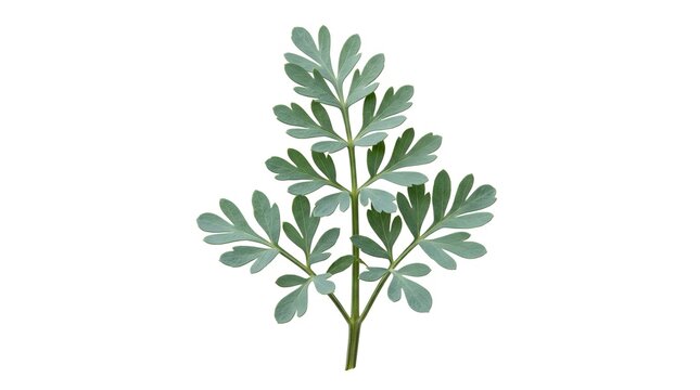 Single sprig of fresh green rue herb isolated on white background