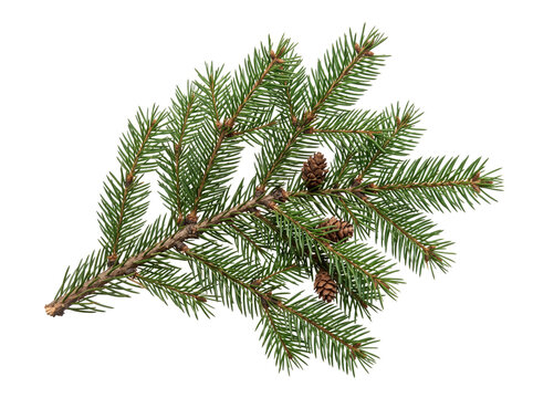 Spruce tree branch with small pine cones evergreen botanical isolated background christmas decoration textured