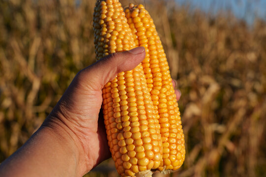 Ripe ear of corn Zea mays held in hand against yellowing maize leaves. Fodder crop used for animal feed. Medium close-up agricultural shot.