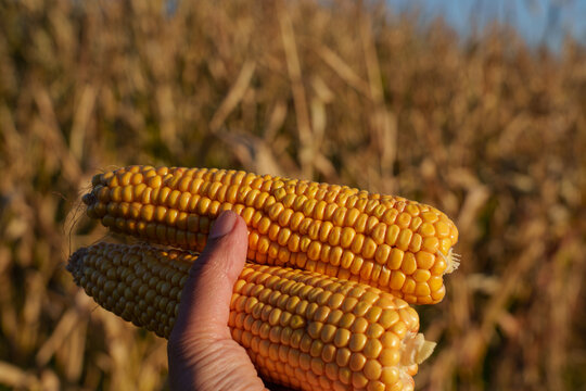 Ripe ear of corn Zea mays held in hand against yellowing maize leaves. Fodder crop used for animal feed. Medium close-up agricultural shot.