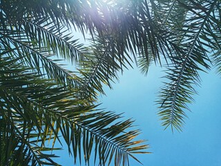 Long, feather-like pinnate fronds of a tropical date palm tree. Green palm leaves and branches reaching across a bright blue sky with sunlight shining through. © Arif Rahman Awahab