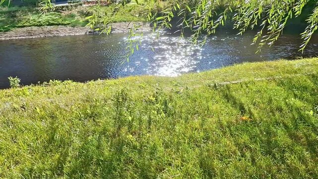 Summer Day in City Park by the River &ndash; Green Leaves Swaying in Sunlight above fresh lawn