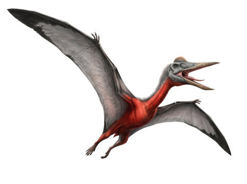 pterosaur flying dinosaur isolated transparent background png cutout prehistoric animal reptile creature wings open mouth predatory extinct wildlife illustration