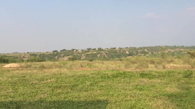 Wide green agricultural field with trees and hills in rural Pakistan landscape pan view. Panoramic view of lush green peanut crop field with scattered trees, electric pole and distant hills under blue