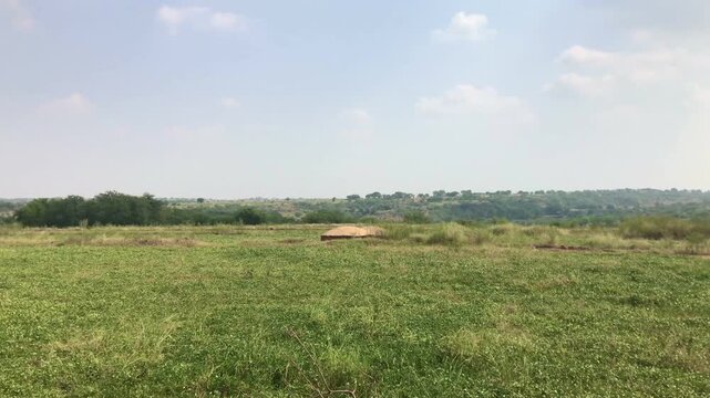 Green agricultural farm field with distant hills and blue sky with clouds landscape. Wide view of green groundnut peanut crop field with scattered trees and hills on horizon, blue sky with white cloud