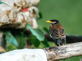 Fototapeta premium Common Myna Bird Perched on Weathered Log Against Green Background