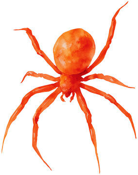 Water color illustration of Spider for Halloween on transparent background