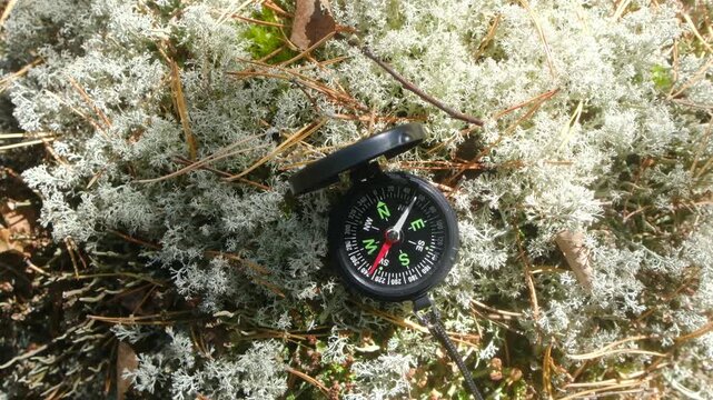 Magnetic compass resting on white reindeer moss in sunny forest, concept of searching right direction for navigation, orientation during journey. Black compass on forest floor with white moss